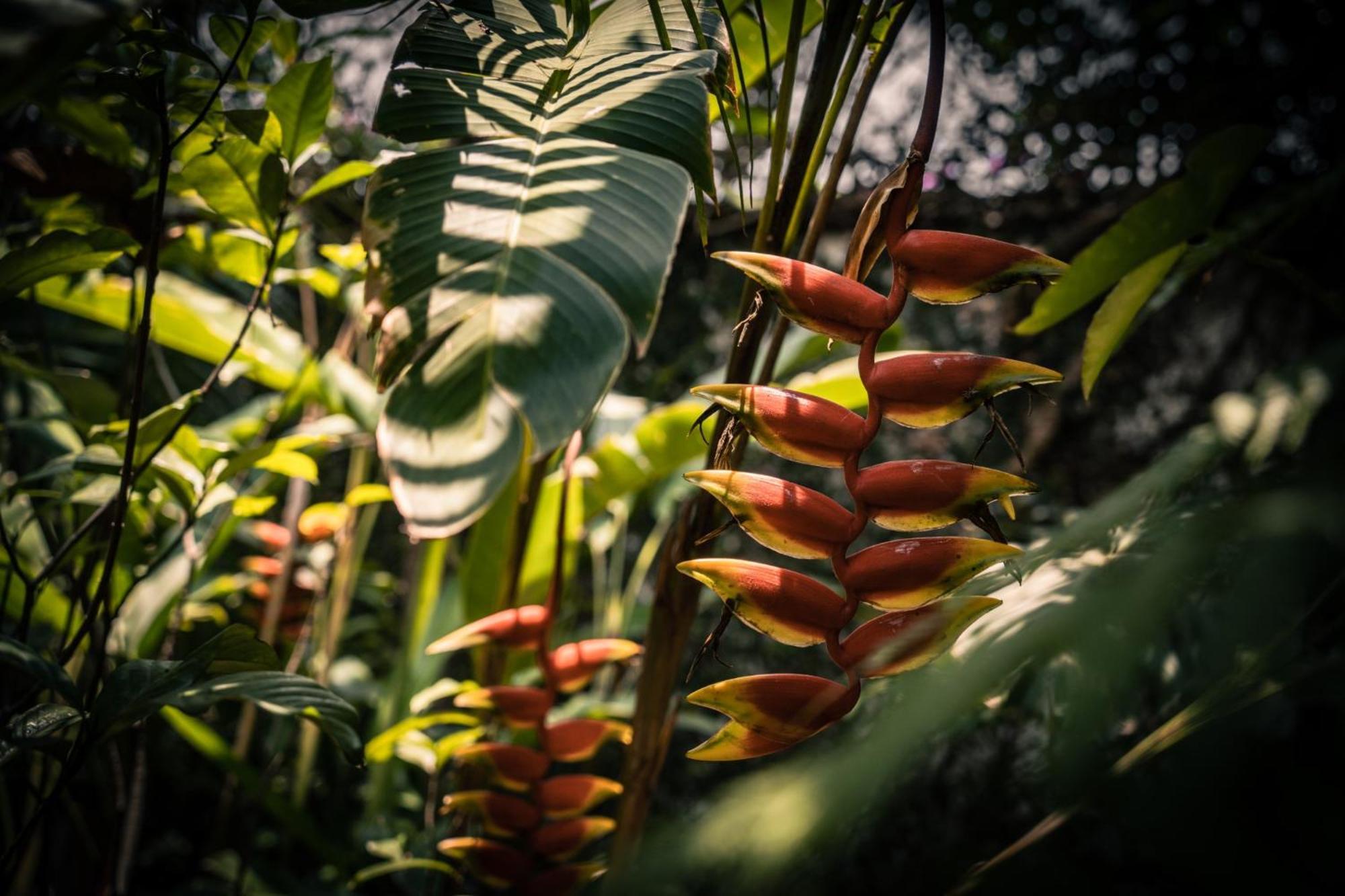 Baraka Antigua Villa Dış mekan fotoğraf