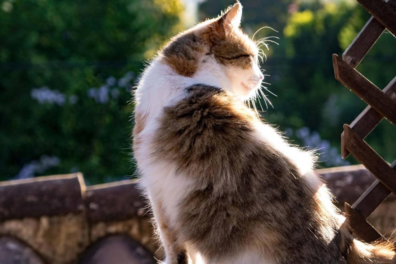 Baraka Antigua Villa Dış mekan fotoğraf